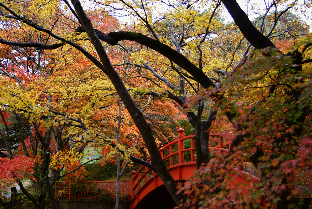 横から見た月見橋と紅葉