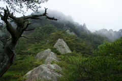 朽ち木と猿の階山、霧の屏風岩