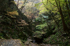 秋の夢想滝遊歩道とおりこうさん