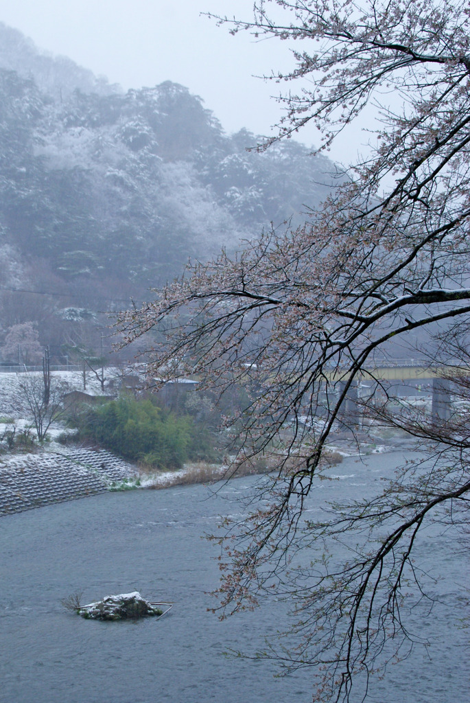 桜と久慈川と雪の小だるま岩
