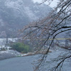 桜と久慈川と雪の小だるま岩