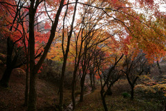 小萩の沢と紅葉