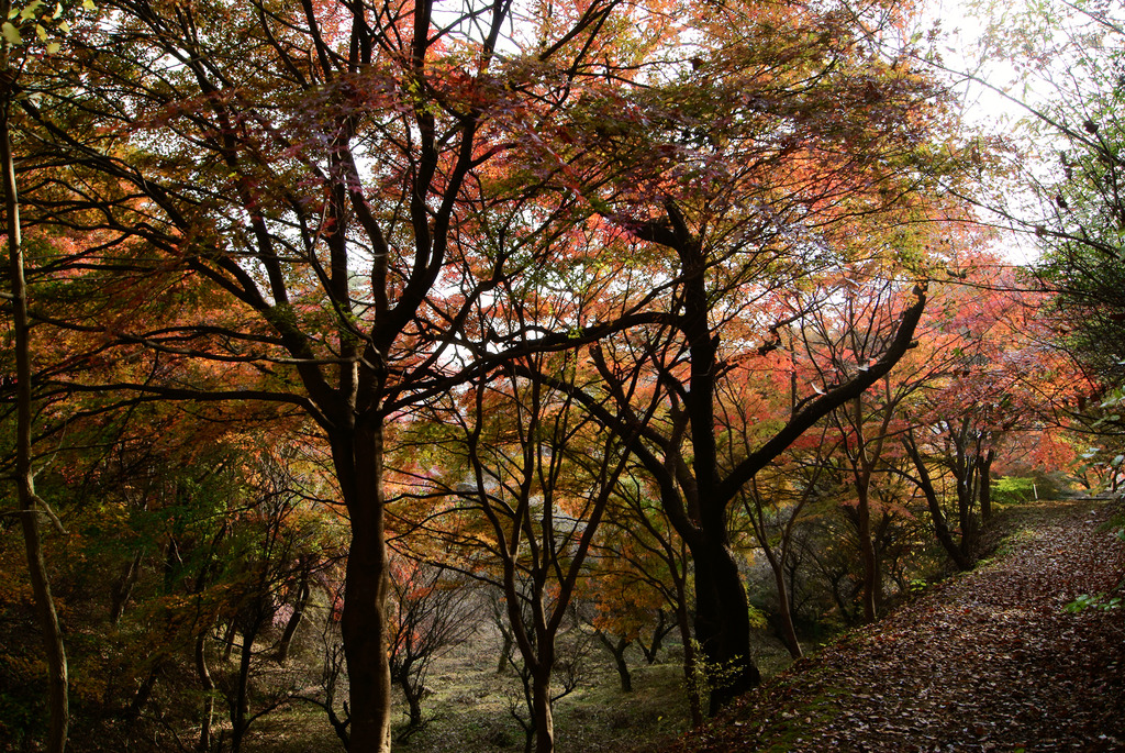 小萩の沢の紅葉