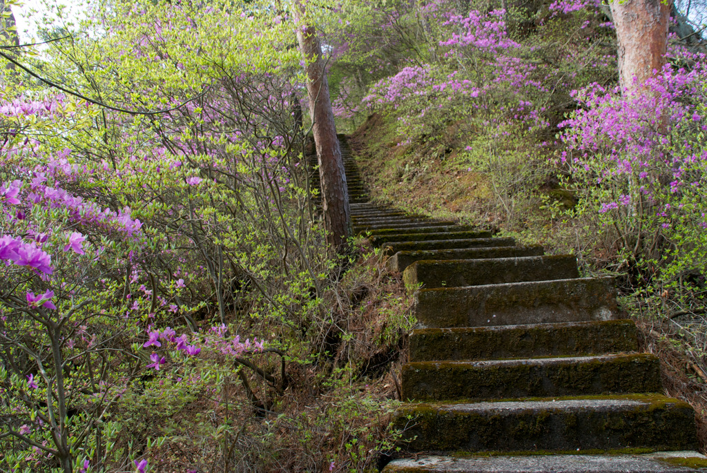 桧山登山道階段の三ッ葉つつじ