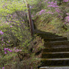 桧山登山道階段の三ッ葉つつじ