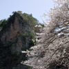 真木野の桜と乙女ヶ越