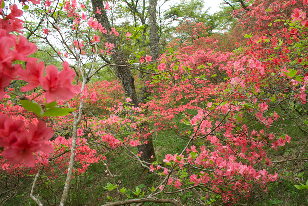 山つつじの園