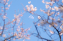 白い月と桜