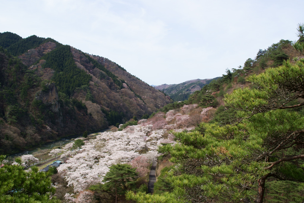 桜が満開の矢祭山と乙女ヶ越