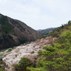 桜が満開の矢祭山と乙女ヶ越