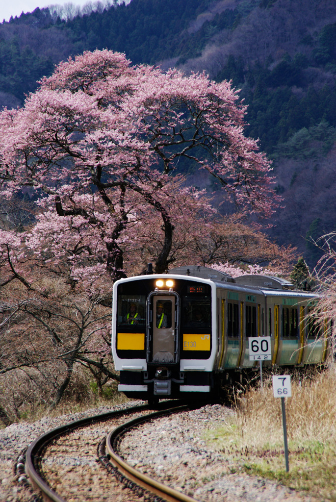 水郡線と乙女ヶ越の桜