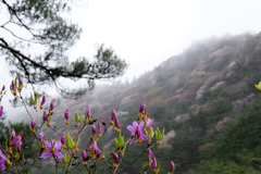 三ッ葉つつじと山桜