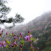 三ッ葉つつじと山桜