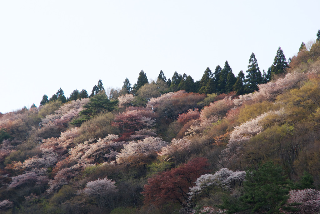 西日を受け輝く矢祭山の山桜