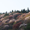 西日を受け輝く矢祭山の山桜