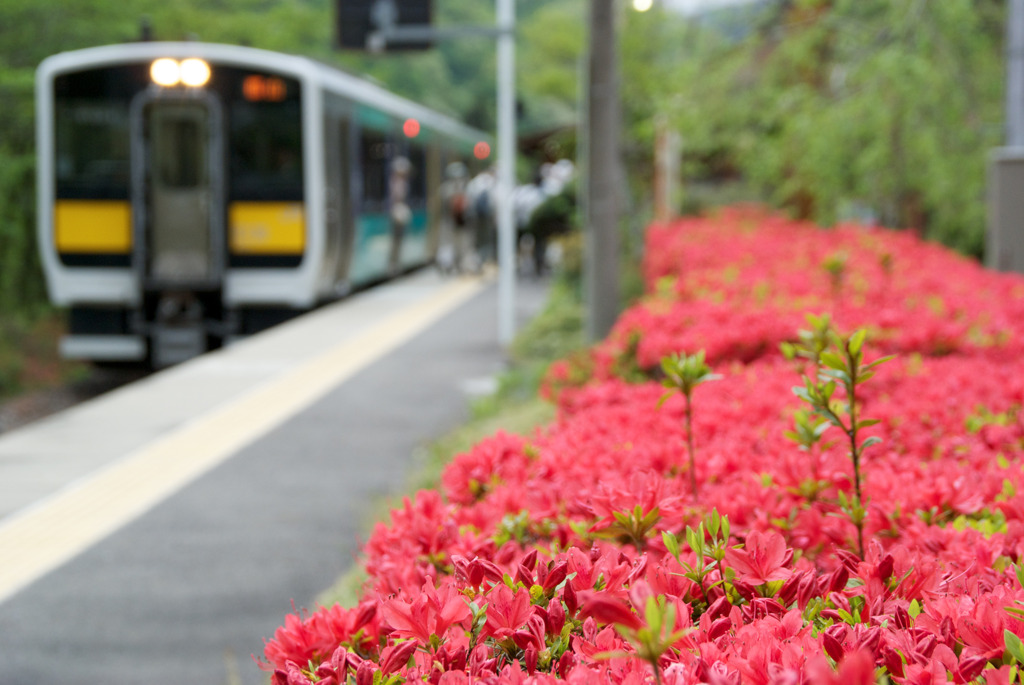 ツツジ咲く矢祭山駅