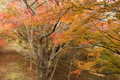 探鳥路入り口の紅葉