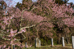 桜と石碑