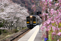 桜の矢祭山駅に入って来る水郡線