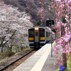 桜の矢祭山駅に入って来る水郡線