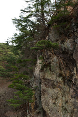 久慈川のへつりの岩と松