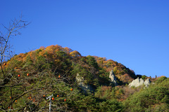 柿の木と晩秋の矢祭山