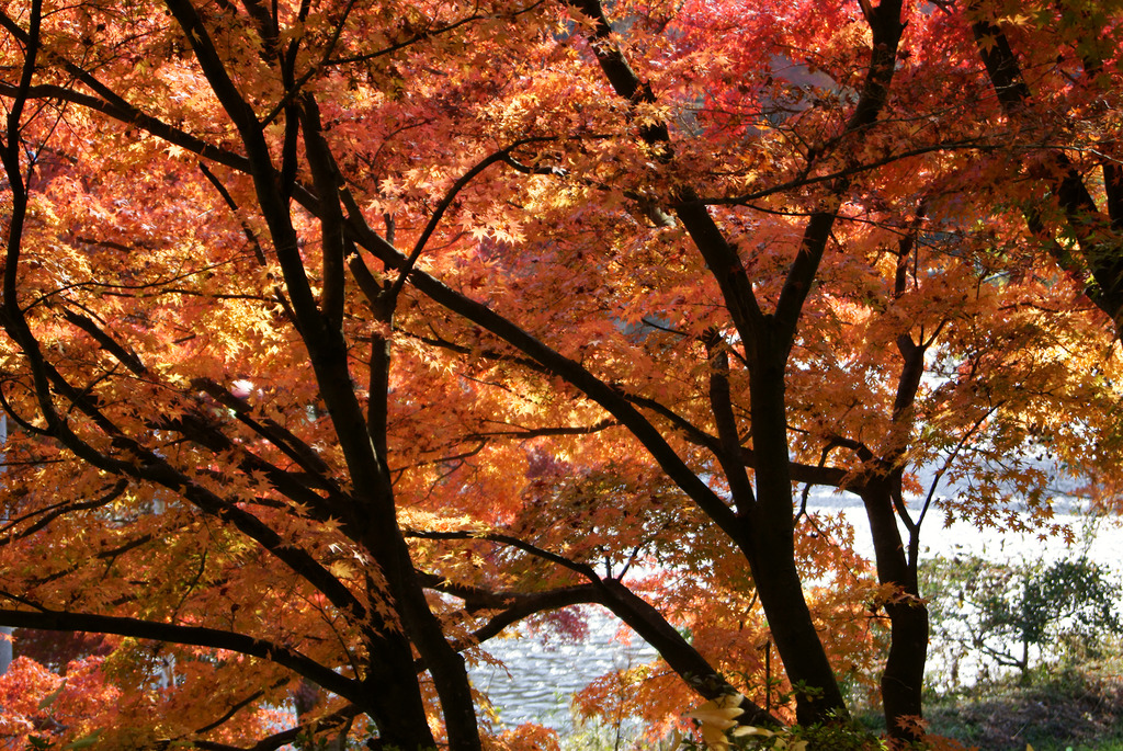 一面の紅葉と久慈川