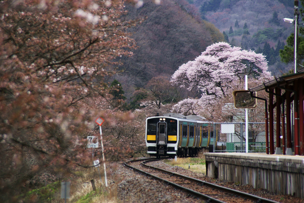 桜の矢祭山駅と水郡線