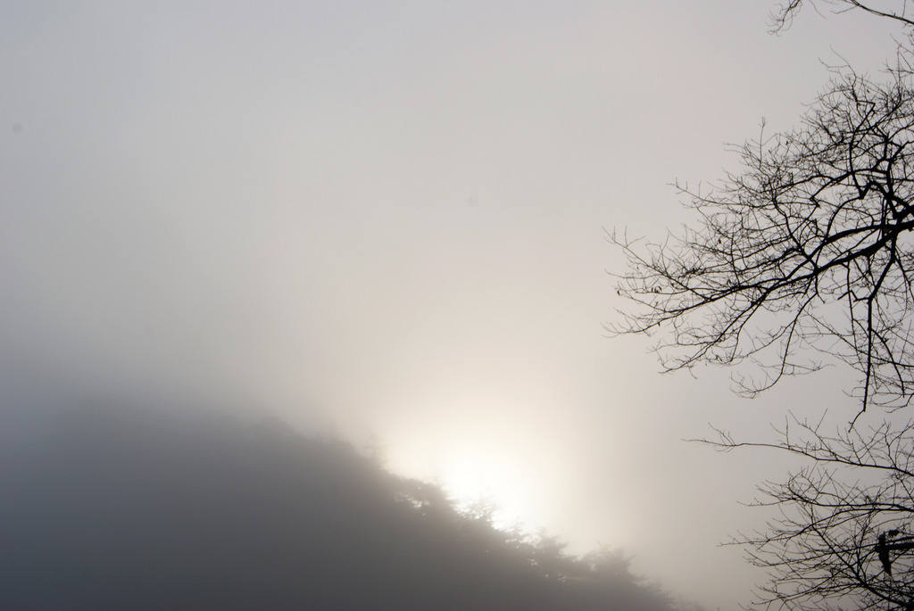 朝霧の中の日の出と桜の木