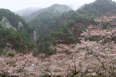 矢祭山公園の桜と雨に咽ぶ桧山