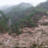 矢祭山公園の桜と雨に咽ぶ桧山