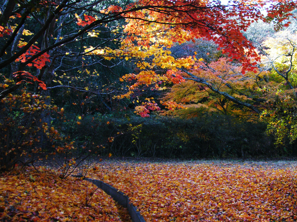 夢想苑の紅葉