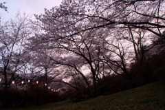 夕焼け空と桜