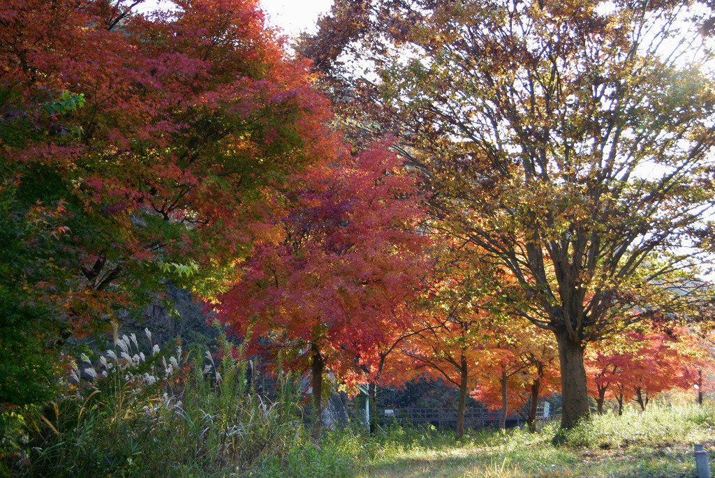 久慈川河川敷の紅葉