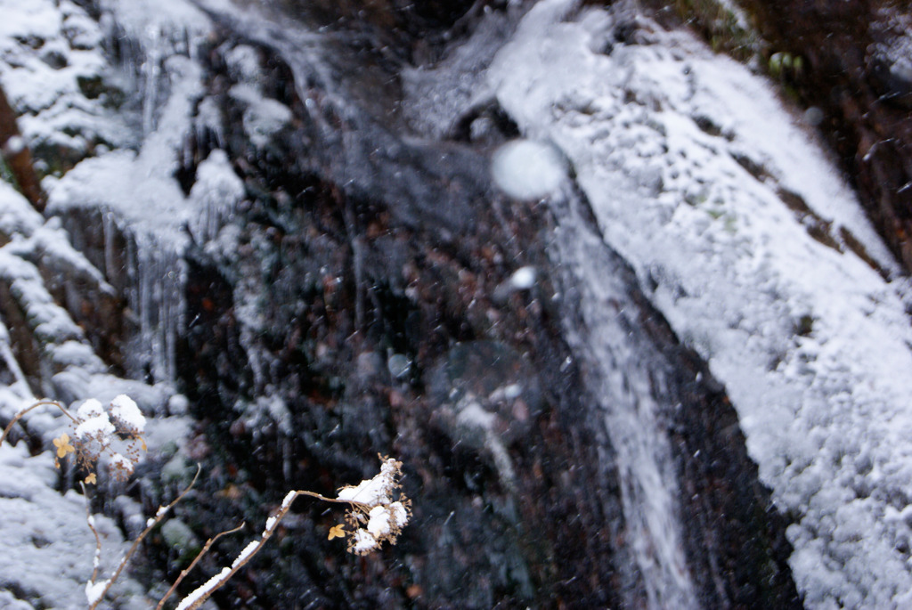 雪積もる枯れ紫陽花と凍滝