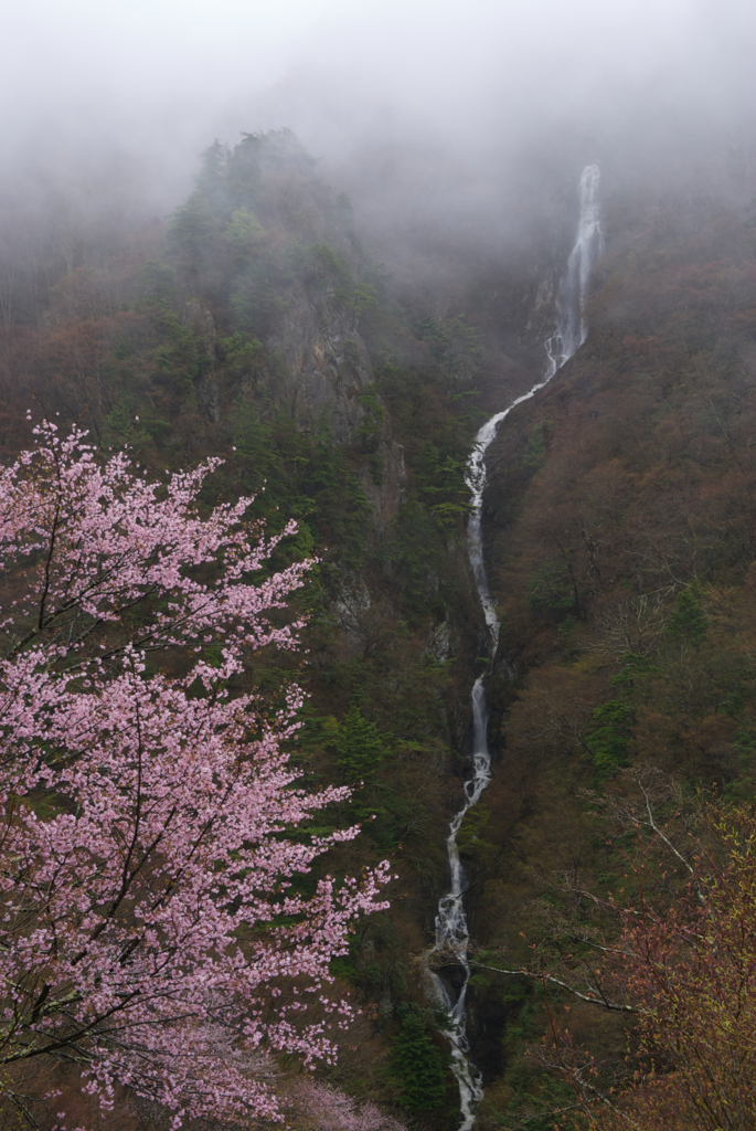 春霞の八滝