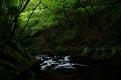 大風川渓谷の木道