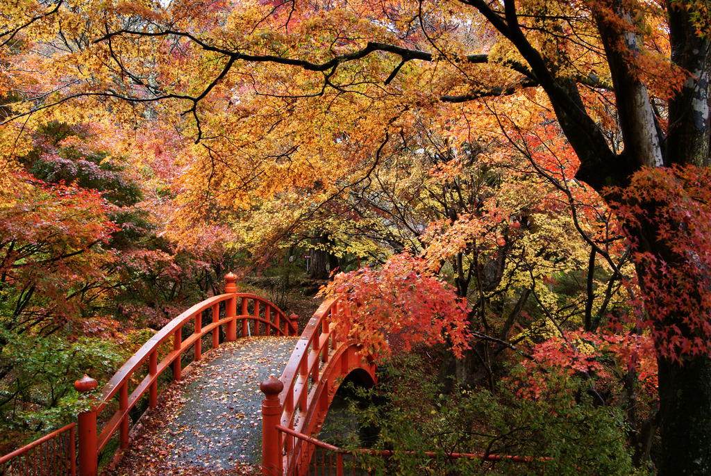 錦秋の月見橋