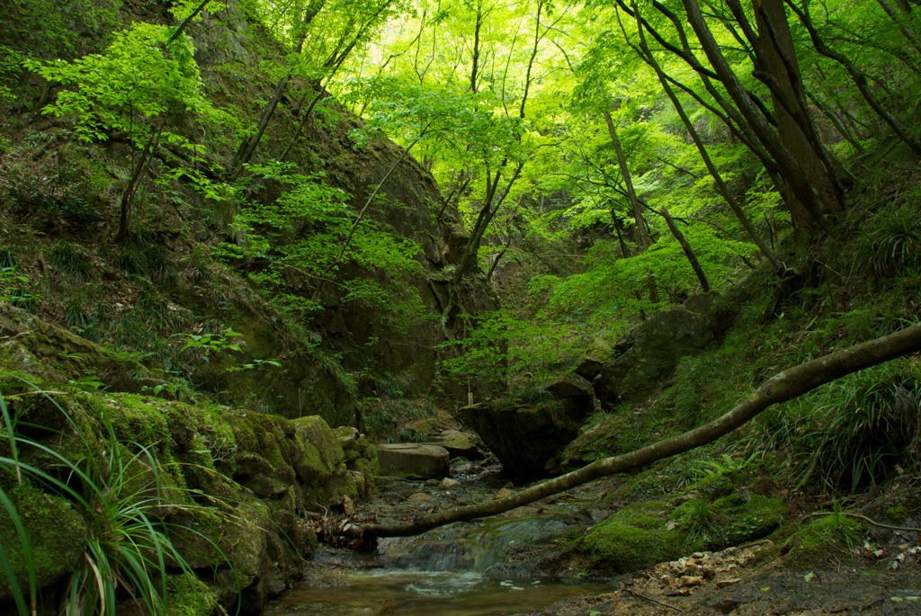新緑の夢想滝川
