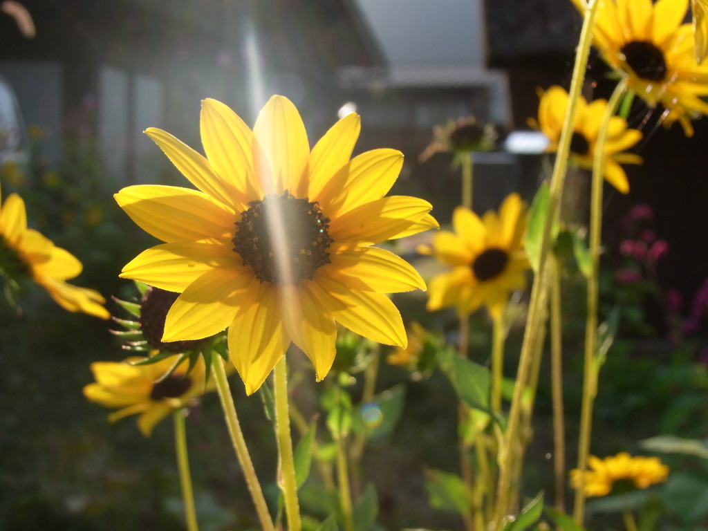 ひまわり的な花