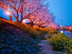 夜桜