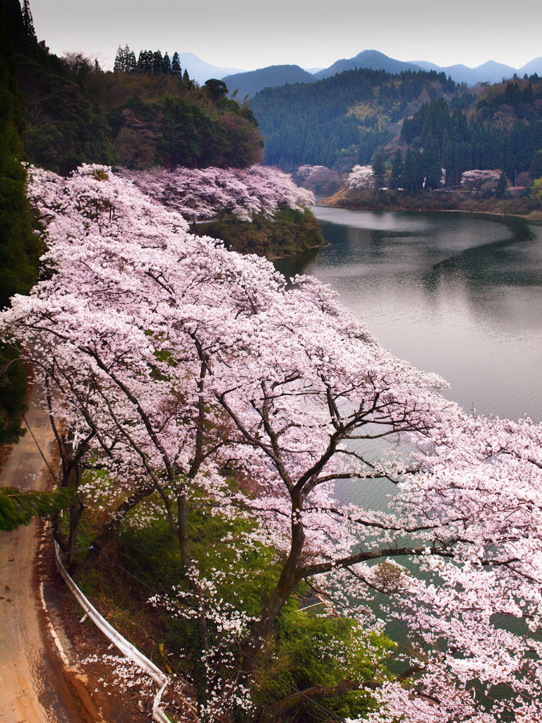 桜並木