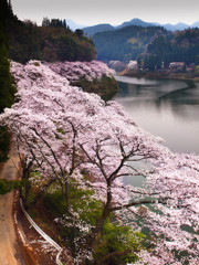 桜並木