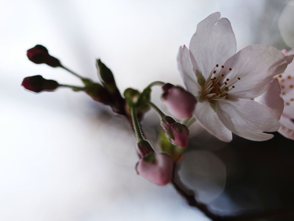 開花
