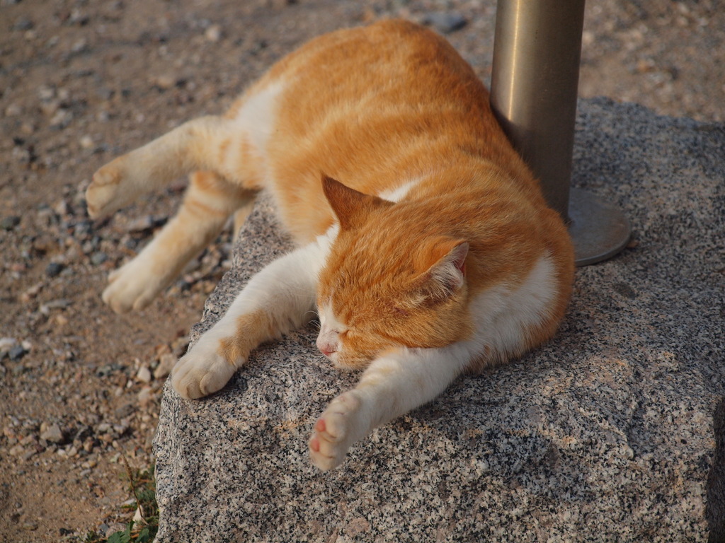 日向ぼっこ