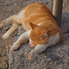 日向ぼっこ