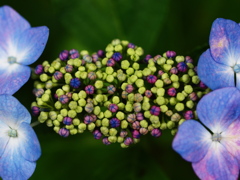 Color　Buds