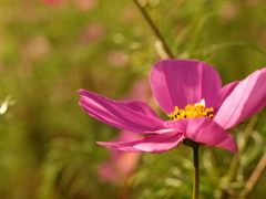 秋桜の一花