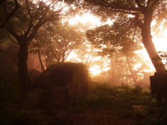 日が沈む森は霧の中