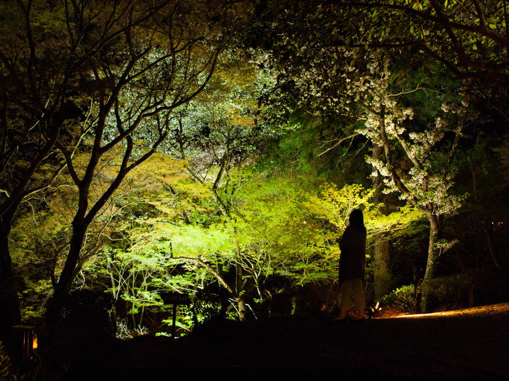 夜を彩る
